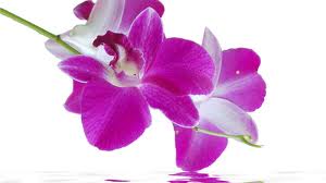 Вода орхидея
