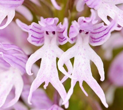 Naked man Orchid
