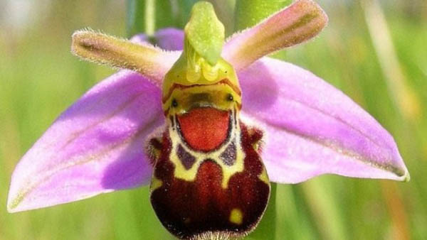 Ophrys Bombyliflora